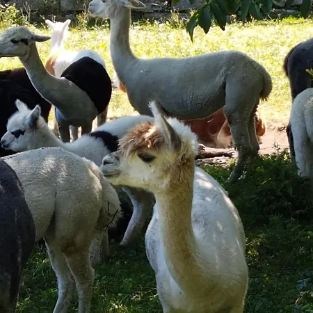 Holiday home Komfort-ferienhaus Alpspitz